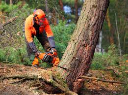 Best Commercial Tree Services  in Boswell, PA